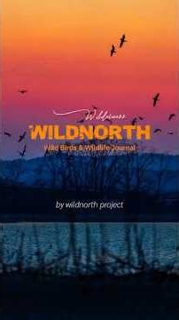 北海道の野鳥・野生動物の撮影記録 WILD NORTH / Wild Birds & Wildlife Journal