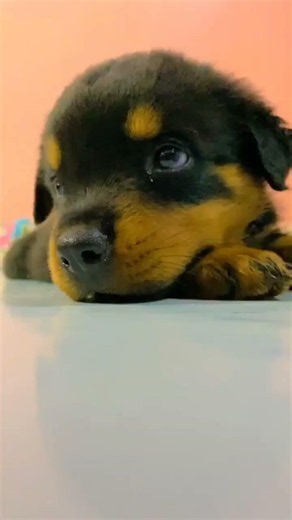 #cute Max😘😘😘