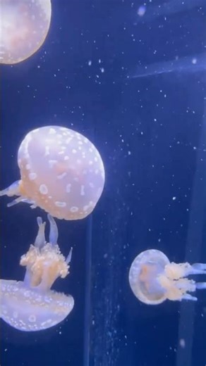 Las medusas hermosas #jellyfish #ocean #sealife #medusas