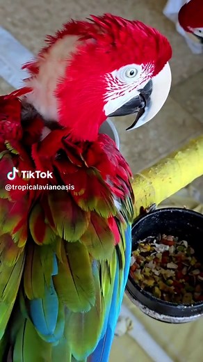Macaw Feather Growth & Care Tips | Tropical Aviary Oasis