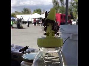 Bees work together to remove cap from honey bottle