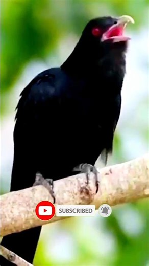 This Bird's Scream Will SHOCK You!😱🦜Screaming Piha's Unbelievable Call #shorts