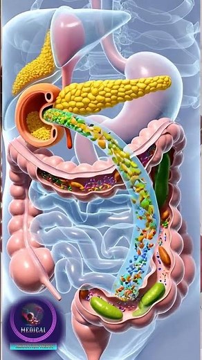 🧪 The Pancreas: Your Body’s Chemical Factory!