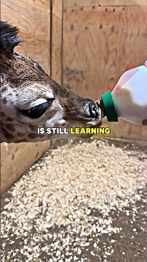 This Baby Giraffe Is Still Learning How To Be Tall 🦒 #babygiraffe #cuteanimals