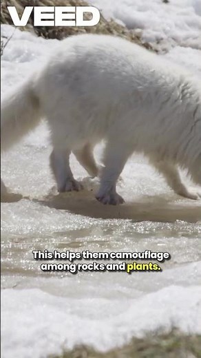 Arctic Fox Fashion Change VEED