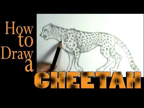 How to draw a Cheetah