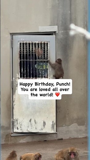 Punchie turns 1 🎂🐒❤️ Happy Birthday to the most loved monkey on earth #punch #punchthemonkey #bday