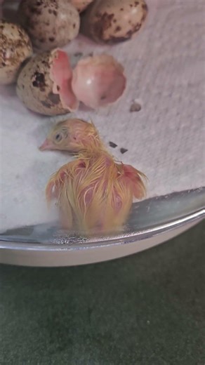 baby quail hatching