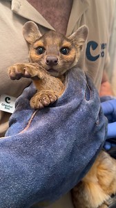 17M views · 444K reactions | Our secret is OUT 狼 Not one, not two, not three… but FOUR fossa pups have been born!  and this is their very first health check up 喙 We won’t judge you for replaying this over and over… (who could say no to those faces!) | Chester Zoo | Facebook