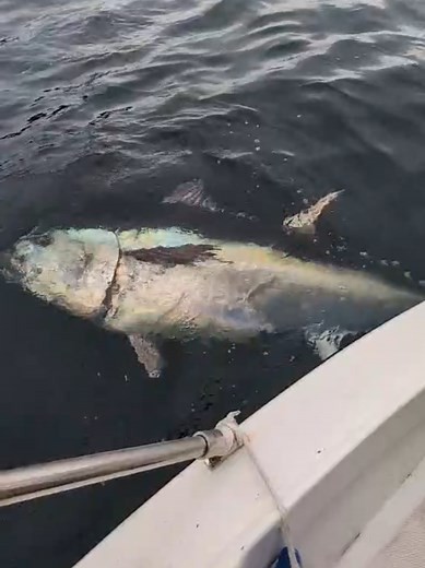 Encounter with a Massive Yellowfin Tuna in Newfoundland