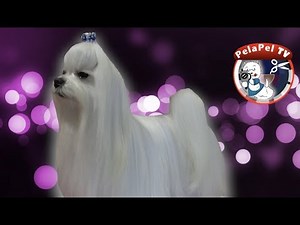 PELUQUERÍA CANINA DEL BICHÓN MALTÉS - GROOMING A MALTESE BY NATY JONTARI