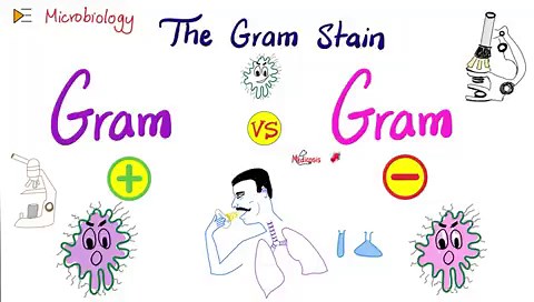 The Gram Stain (Gram-Positive vs Gram-Negative) and The Structure of the bacterial cell wall | Microbiology 🧫 In this video, you learn about the following concepts: Peptidoglycan, Lipopolysaccharide (LPS) Endotoxin (vs Exotoxin), Lipoteichoic acid, Teichoic acid. Gram stain uses crystal violet. Gram positive bacteria appears purple (Violet) whereas gram negative organisms appear pink in color (Fuscin). Why is that? | Medicosis Perfectionalis