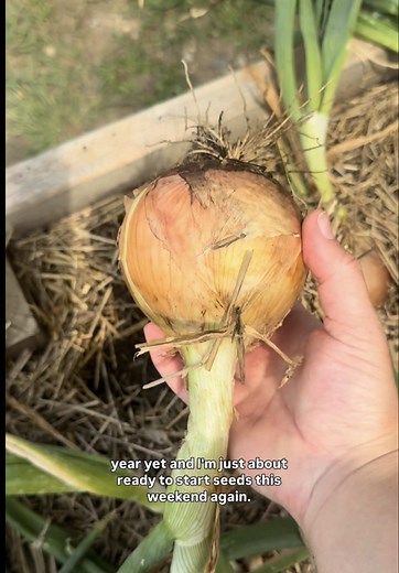 Growing Onions from Seed in Zone 6a: A Step-by-Step Guide