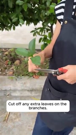 1.1K views | tips for plant propagation #garden #gardening #plants #planting #planthacks #gardenhacks #gardeningmakemehappy #gardeningtips #gardeningideas #gardeninspiration #gardenlove | Gardening tips | Facebook