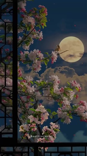 M Zaydi (@zahid56720)’s videos with original sound - M Zaydi