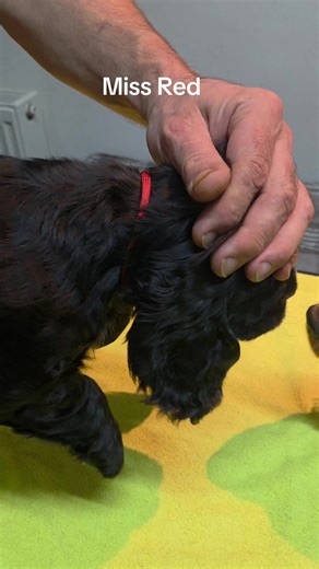 English show cocker spaniel puppy