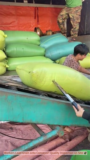Workers Load Grain onto Conveyor! Quality Inspection on Site 🌾