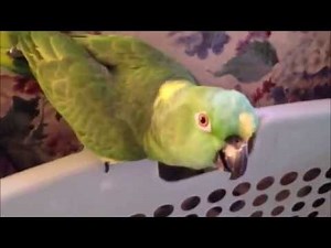 Parrot Caught Cursing!