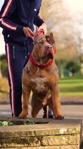 Incredible American Bully Breeds You Need to See! 😎🔥 #AmericanBully #PitbullPower