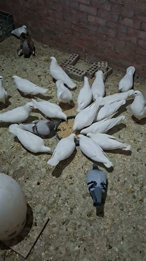 أفضل نظام أكل للحمام نتائج مضمونة! #pigeon