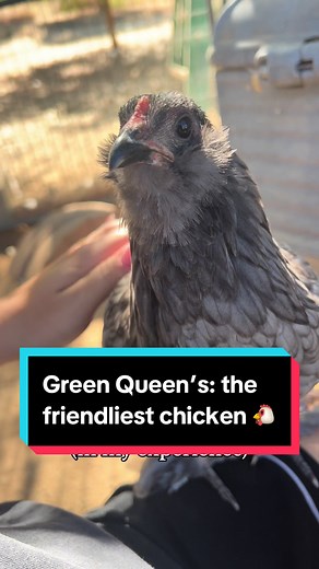 In my experience, Green Queens are the friendliest chicken breed I have owned! They are a hybrid of the easter egger & lay small green eggs. I got my female chicks off meyerhatchery.com! 🥚🐔✨ #chicken #breed #summer #greenqueen #chicks #chickensoftiktok @Meyer Hatchery