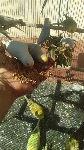Cute Budgie Discovering Fresh Fruit