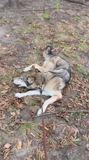 Im sure the wolf pack knows its camping season and cant wait to get out there with the new one! 🏕️