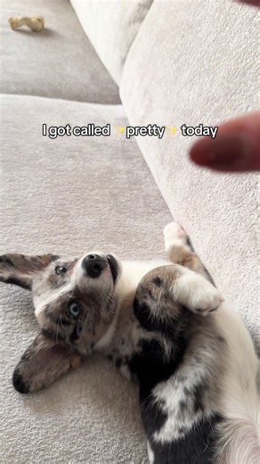 Corgi: Pretty but Annoying Traits Explained