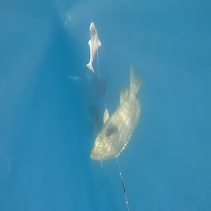 644K views · 7.4K reactions | SPEARFISHING extreme | Sea Discover | Facebook