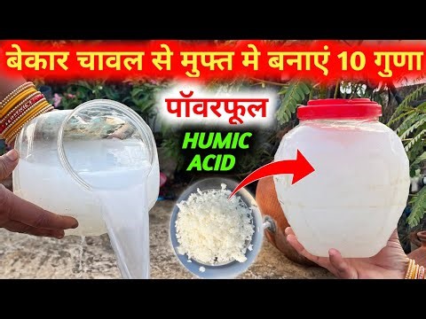 बेकार चावल से मुफ्त मे बनाए हुमिक एसिड | How to Prepare Humic Acid Fertilizer in Home | Humic Acid