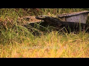 Bengal monitor - Now that's a big lizard!