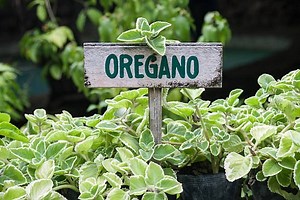 Lá Oregano Là Gì? Công Dụng Tuyệt Vời Của Lá Oregano