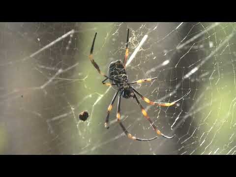 Golden Orb-weaver 28