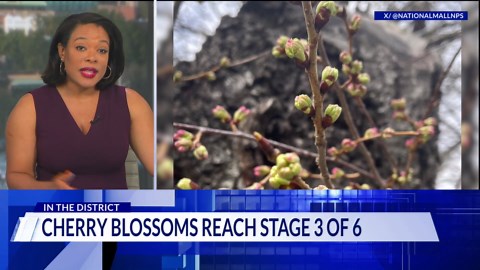 DC’s cherry blossoms reach stage three of six, marking halfway point to peak bloom