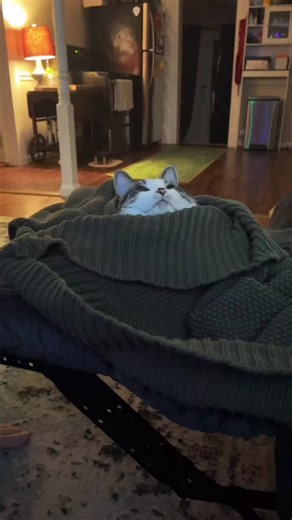 Kith #cat #catsoftiktok #catlover #cats #cattok #cuddlycat #kiss