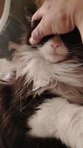 Visual ASMR Short No sound