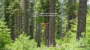 Treeswift: Innovative forestry leveraging technology