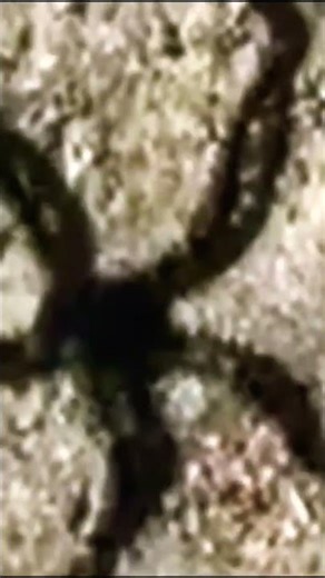 "STARFISH: sea stars are star-shaped ECHINODERMS belonging to the class ASTEROIDEA."