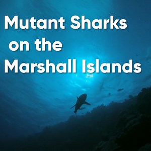 39K views · 684 reactions | These mutant sharks were found on the Marshall Islands! 麗 #SharkWeek | Discovery Channel UK | Facebook