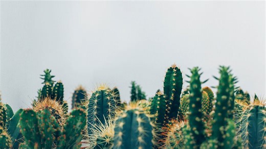 The Rising Popularity of Cactuses and Succulents