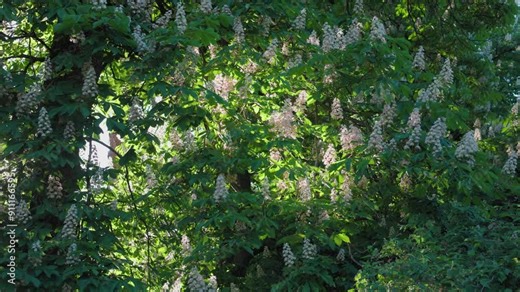 A beautiful chestnut tree blooms with white flowers. The sun breaks through the foliage. Beautiful sun rays. Everything is covered in green leaves. Spring nature.