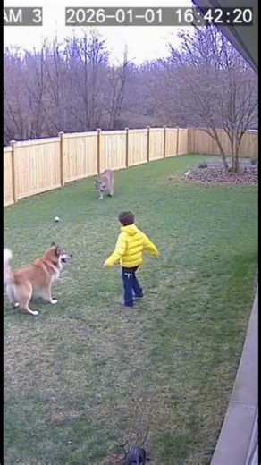 This kid's life is saved by his dog...#kids #saved #dog #puma #wholesome #dangerous