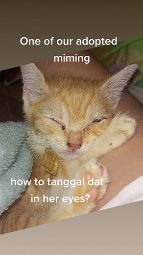 Pandacorn (@pandacornshop)’s videos with original sound - Maurice Gomillion