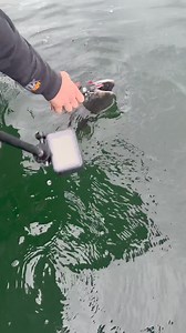 108K views · 526 reactions | Scooby snack has been on fire this year! Shortbus Flashers | Addicted Fishing | Facebook