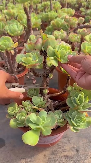 951K views · 25K reactions | Por qué No Se Pegan los Esquejes de Aeonium Canariense. ¿Tus esquejes de Aeonium Canariense no agarran raíces?  Deja cicatrizar el corte y evita exceso de agua al inicio.  Aprende todos los secretos de propagación en mi perfil. #succulentscare #propagacion #suculenta #suculentas #plantas #gardening #jardin #plantcare #succulentscare #suculentasmexico #succulentsofinstagram | Manos en la Tierra | Facebook