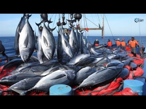 How Fishermen Catch Hundreds of Tons of Tuna Using Long Lines at Sea
