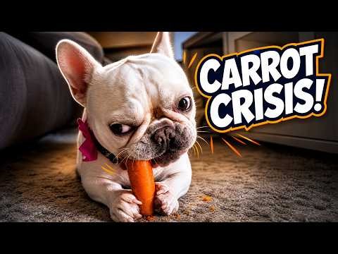 FRENCH bulldogs are the FUNNIEST🤣 | 10 mins of Frenchie Clips 2026😎