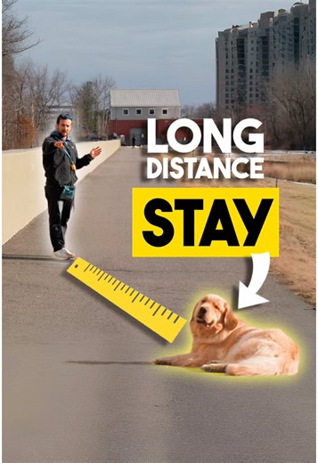 How reliable is your dogs stay? - When working on distance and duration stays, you rarely (or never) want to release your dog from a distance. You either recall the dog or return to them to release them. This prevents confusion and improves your communication with your dog. - Do you want the best slip lead? I spent months developing the perfect slip lead, including a spring loaded stopper and pure braided nylon that does not stretch. Purchase your NCA Slip Lead today with the link in my bio. Due