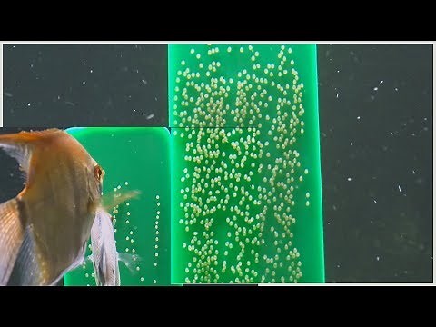 How to hatch any type of fish eggs. Easy to understand tutorial.