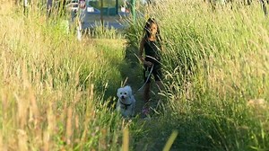 A cute 9 year old Asian girl walks her Bichon Frise dog through a grassy field on a beautiful summer evening.